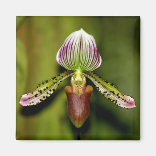 Aimant Superbe orchidée (Devant)