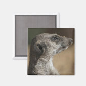 Aimant Suricate (Recto/Verso)