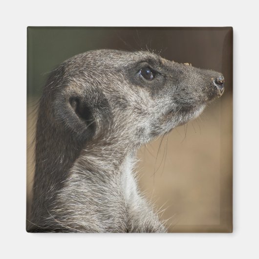 Aimant Suricate (Devant)