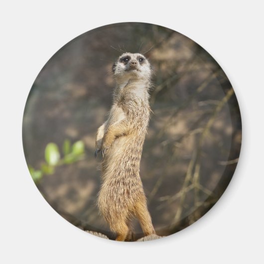 Aimant Suricate (Devant)