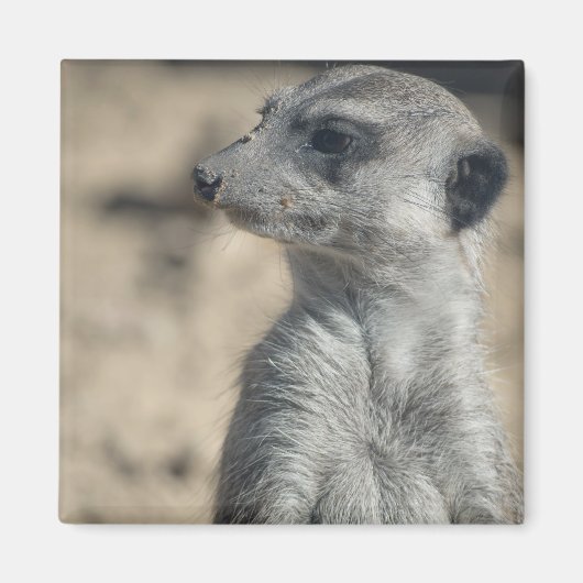 Aimant Suricate drôle (Devant)