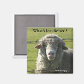 Aimant Sutter Buttes Mountain Range la photo de mouton. (Recto/Verso)