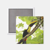 Aimant Swainson Toucan (Recto/Verso)