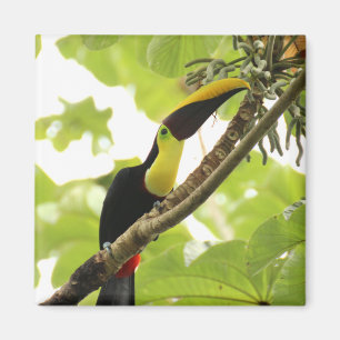 Aimant Swainson Toucan