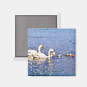 AIMANT SWANS (Recto/Verso)