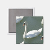 Aimant - Swans en couleur (Recto/Verso)