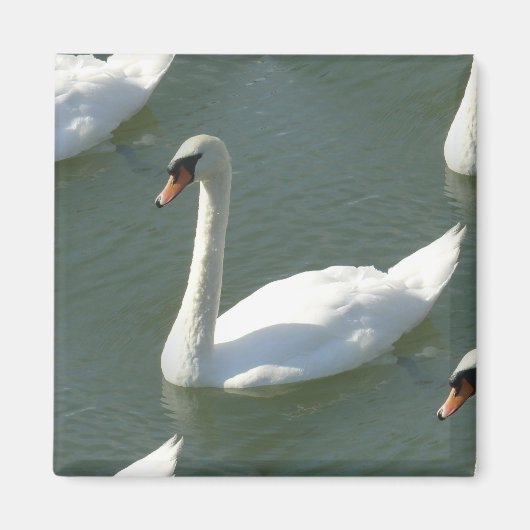 Aimant - Swans en couleur (Devant)