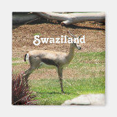 Aimant Swaziland Gazelle (Devant)