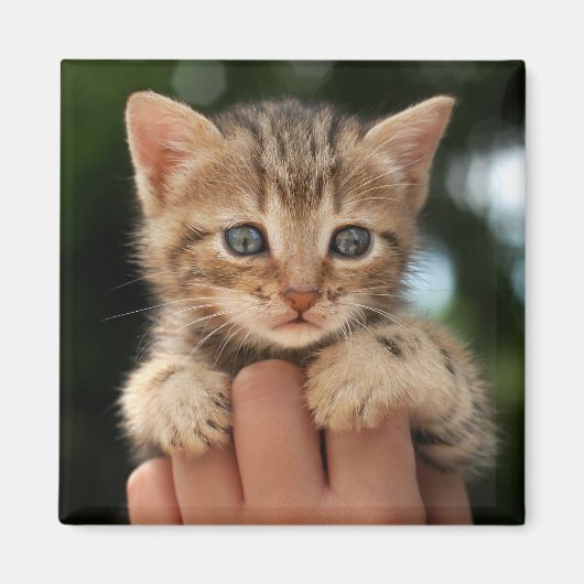 Aimant Sweet Baby Kitten (Devant)