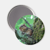 Aimant Sweet Chipmunk dans un arbre Vêtements et cadeaux (Recto/Verso)