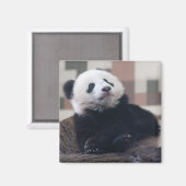 Aimant Sweet Giant Panda Baby (Recto/Verso)
