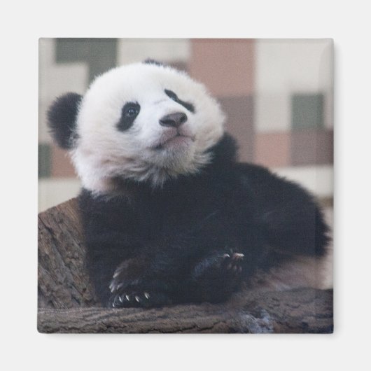 Aimant Sweet Giant Panda Baby (Devant)