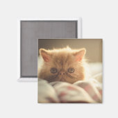 Aimant Sweet kitty rester chaud (Recto/Verso)