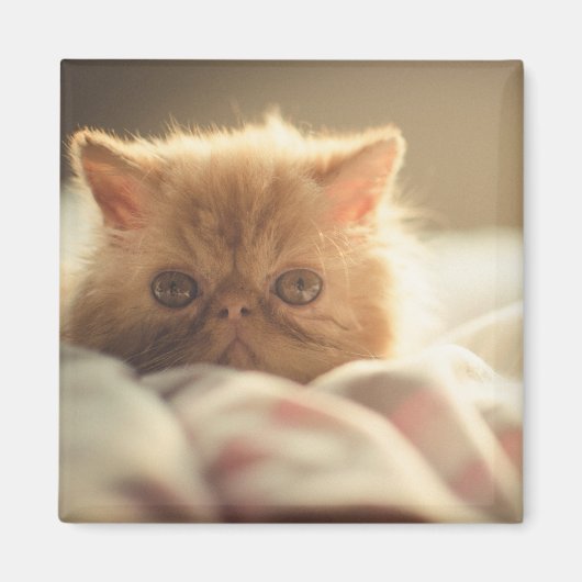 Aimant Sweet kitty rester chaud (Devant)