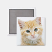 Aimant Sweet Orange Tabby (Recto/Verso)