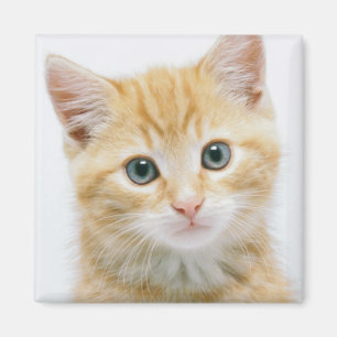 Aimant Sweet Orange Tabby