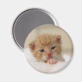 Aimant Sweet puppy kitty (Recto/Verso)