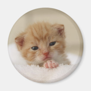 Aimant Sweet puppy kitty