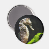 Aimant Sweet Seahorse (Recto/Verso)