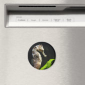 Aimant Sweet Seahorse (In Situ (Lave-vaisselle))