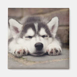Aimant Sweet Sibérie Husky Puppy Sleeping