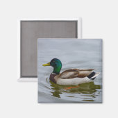 Aimant Swim Mallard Swim (Recto/Verso)