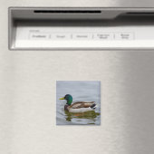 Aimant Swim Mallard Swim (In Situ (Lave-vaisselle))