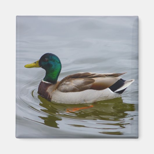Aimant Swim Mallard Swim (Devant)