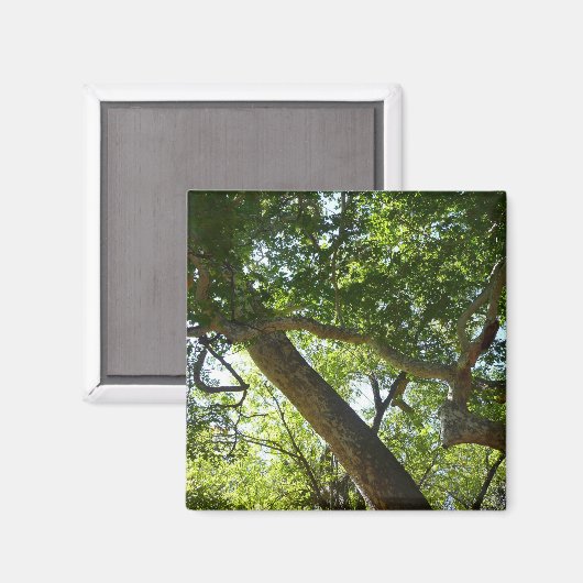 Aimant Sycamore Tree Nature verte (Recto/Verso)