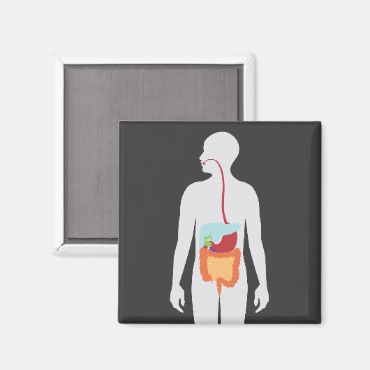 Aimant Système digestif (Recto/Verso)