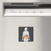 Aimant Système digestif (In Situ (Lave-vaisselle))