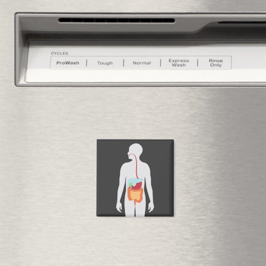 Aimant Système digestif (In Situ (Lave-vaisselle))