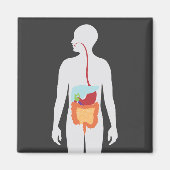 Aimant Système digestif (Devant)