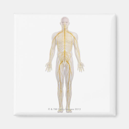 Aimant Système nerveux humain 2 (Devant)