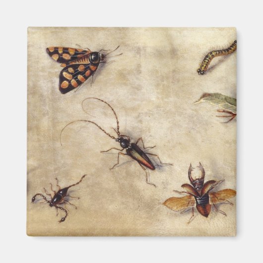 Aimant T31567 Étude de divers insectes, fruits et animaux (Devant)