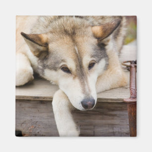 Aimant T.N., États-Unis, Alaska. Chiens de traîneau husky