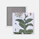Aimant Tabac plante, plaque 7, de 'Collection Precieuse (Recto/Verso)