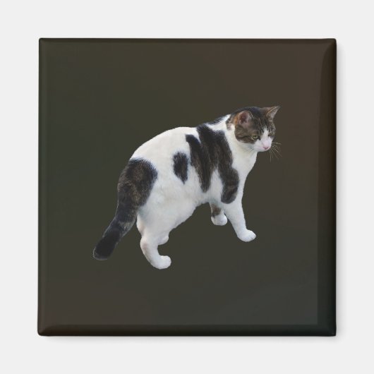 Aimant Tabby Blanc Avec Patches Sombres (Devant)