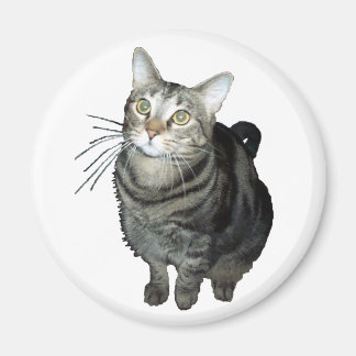 Aimant tabby cat