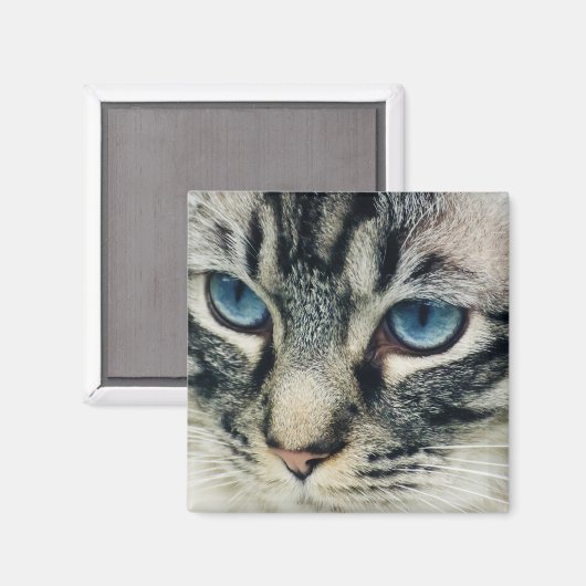 Aimant Tabby Chat aux yeux bleus Gros plan (Recto/Verso)