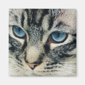 Aimant Tabby Chat aux yeux bleus Gros plan (Devant)