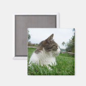 Aimant Tabby Chat se détendre dans l'herbe (Recto/Verso)
