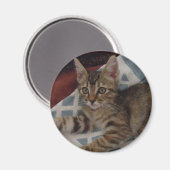 Aimant Tabby Girl Kitten (Recto/Verso)