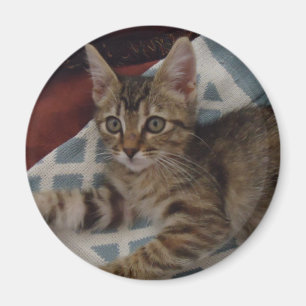 Aimant Tabby Girl Kitten
