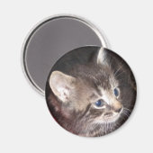 Aimant Tabby Kitten (Recto/Verso)