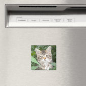 Aimant Tabby Kitten (In Situ (Lave-vaisselle))
