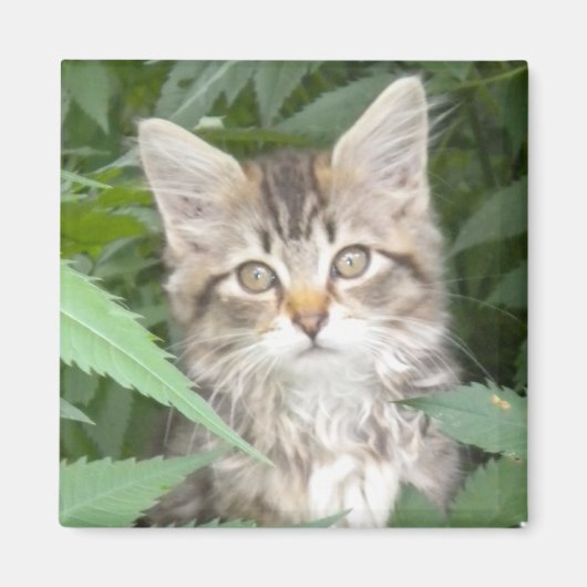 Aimant Tabby Kitten (Devant)