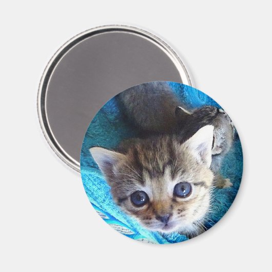 Aimant Tabby Kitten (Recto/Verso)
