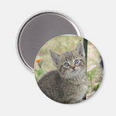 Aimant Tabby kitten (Recto/Verso)