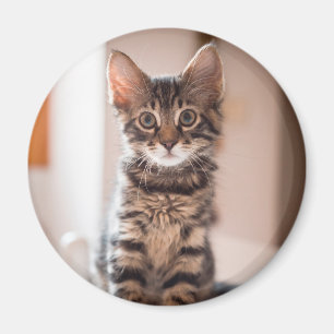 Aimant Tabby Kitten sur la table